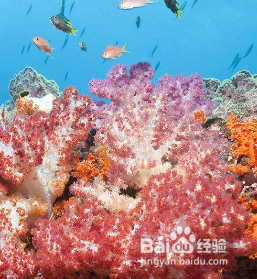 海缸玻璃上有扁虫怎么办