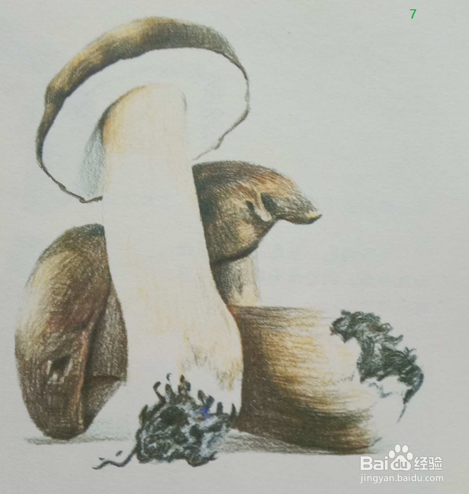 色铅笔绘制蘑菇