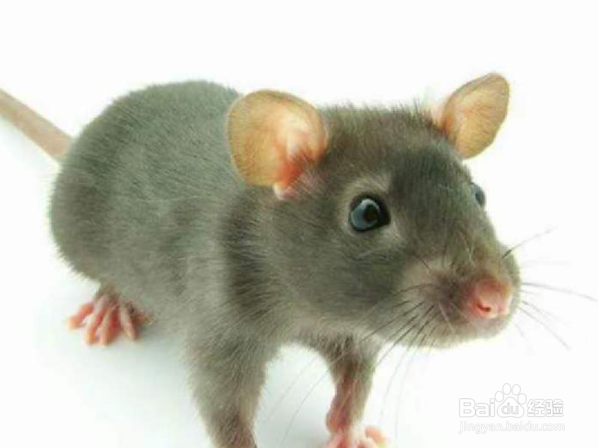 老鼠在天花板上怎样去除