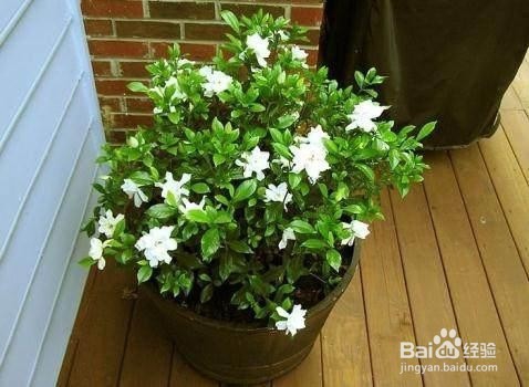 非常适合夏季扦插的花卉，生根快生长旺！