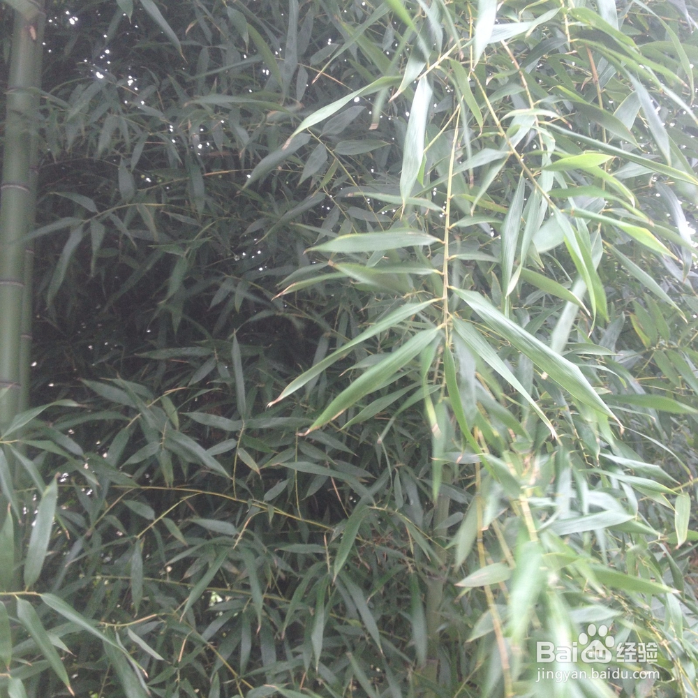 治咳嗽的方法