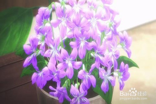 紫罗兰黄叶怎么办？