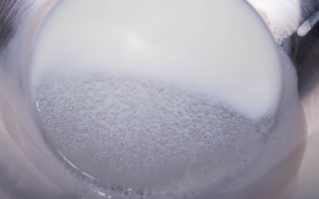 芒果慕斯 浓郁好味道