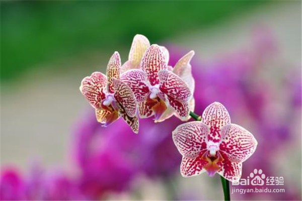 蝴蝶兰的养殖方法与注意事项。