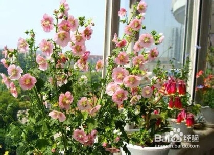 做好6件事,绿萝不死不伤,月季长寿花开满盆