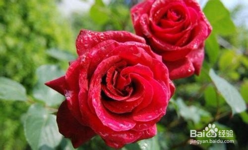 月季花怎么饲养