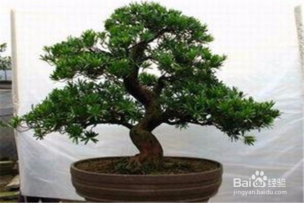 罗汉松的养殖方法和注意事项都有什么?