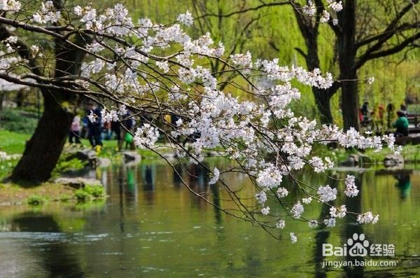 西湖边的免费公园，每年春季来这里看樱花