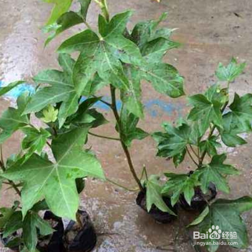 熊掌木的培育方法和注意事项