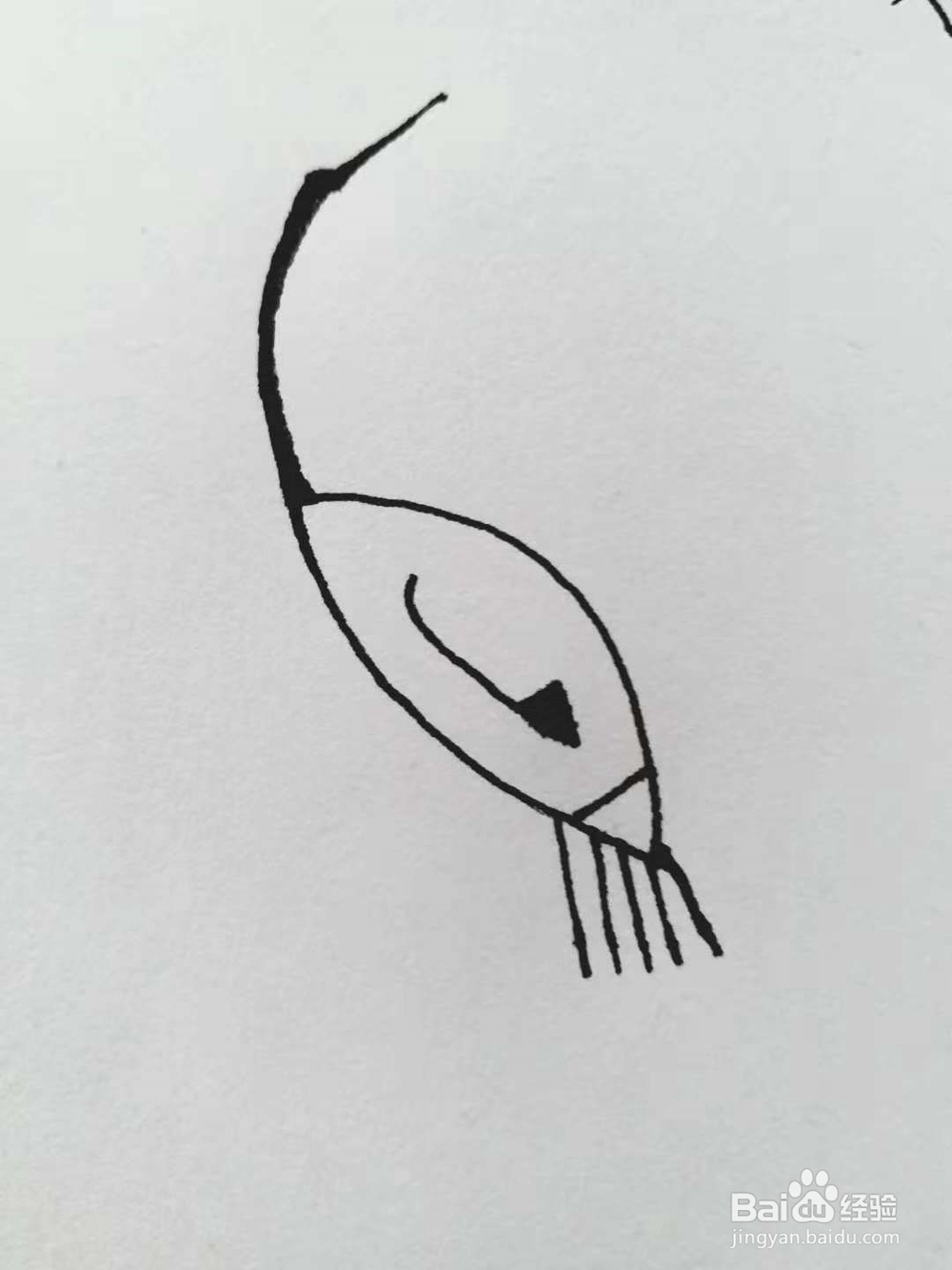 丹顶鹤的简笔画法《一》
