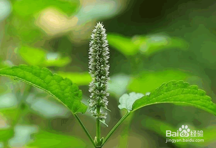 霍香的种植时间和种植方法