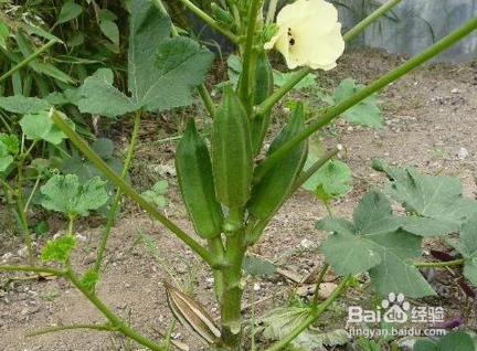 选择秋葵做菜有哪些窍门