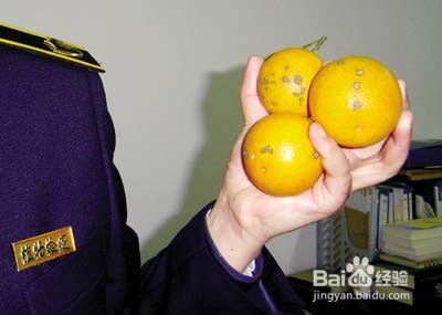 柑橘溃疡病防治