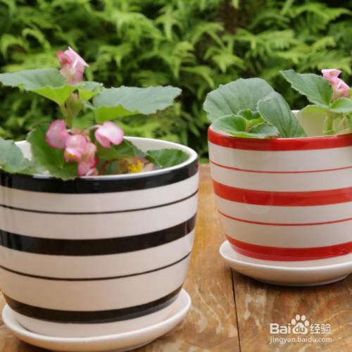 花盆里有蜈蚣怎么去除