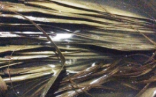 如何做大枣糯米粽