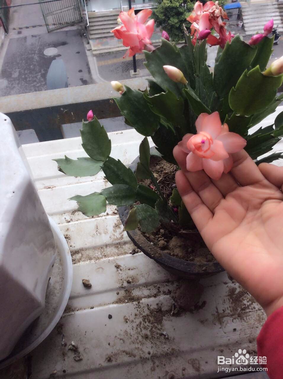 蟹爪兰的养护方法