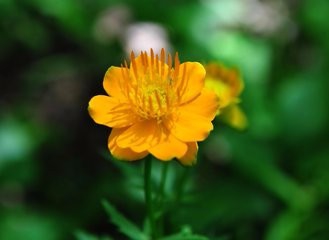 怎样让金莲花常年开花?