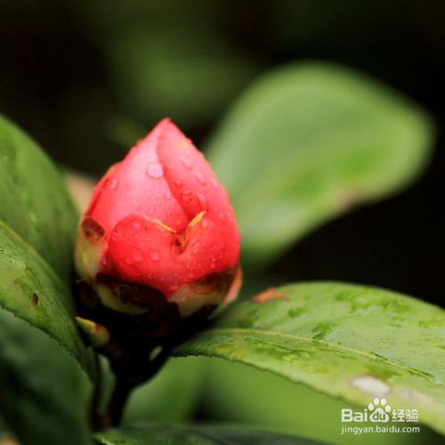 解决茶花烂根的小妙招有哪些?