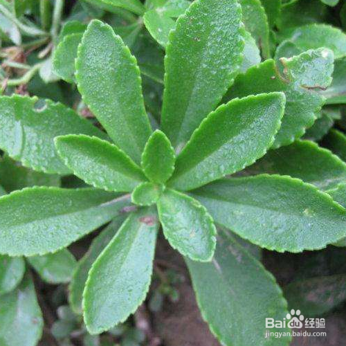 费菜的培育方法和注意事项