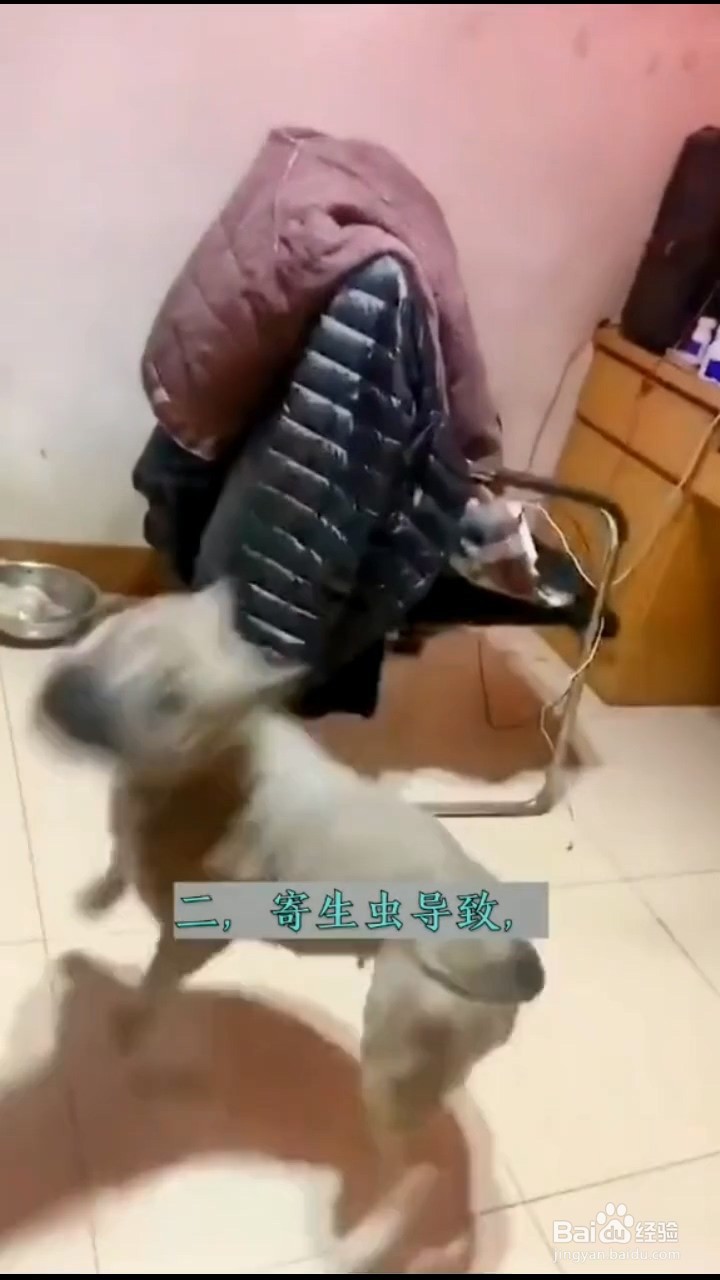 小狗蹭屁股的原因