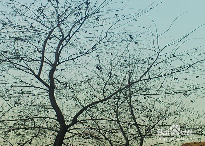 儿童拍摄植物有什么好处