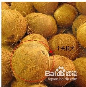 如何挑选优质椰子