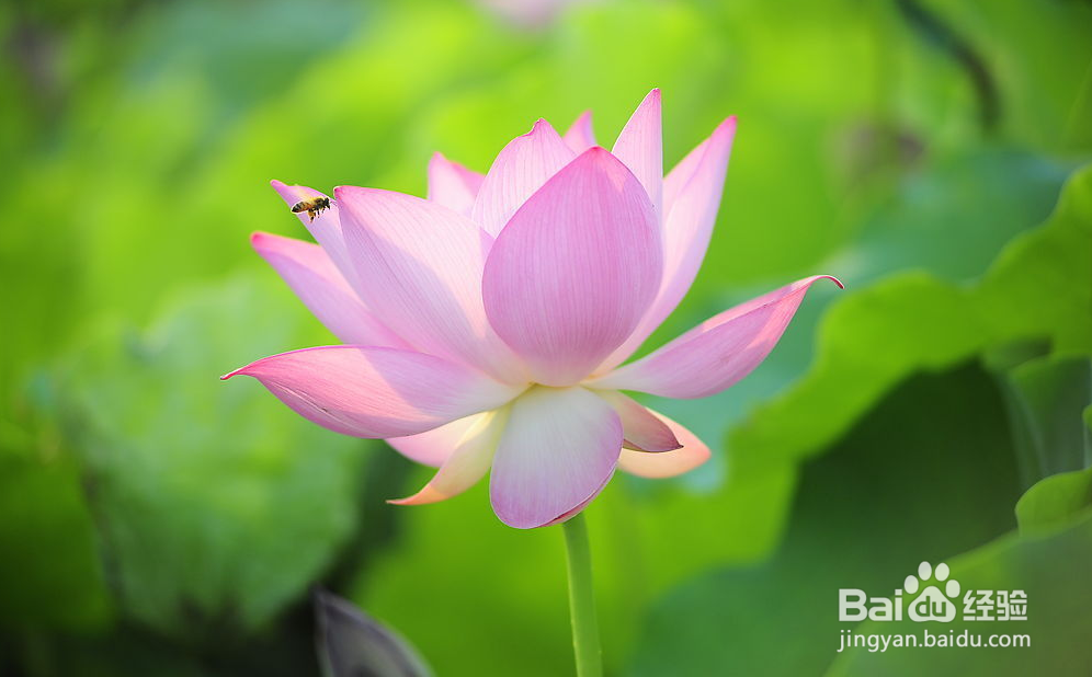 清代古法莲花茶