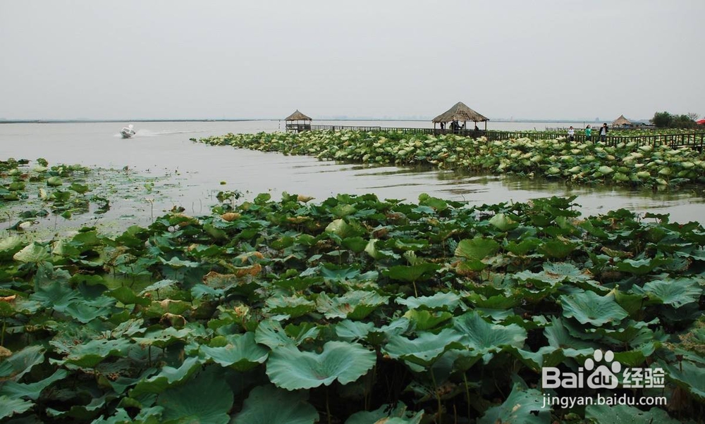 阳澄湖莲花岛旅游攻略2018