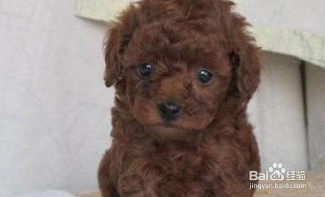 比熊和泰迪的区别