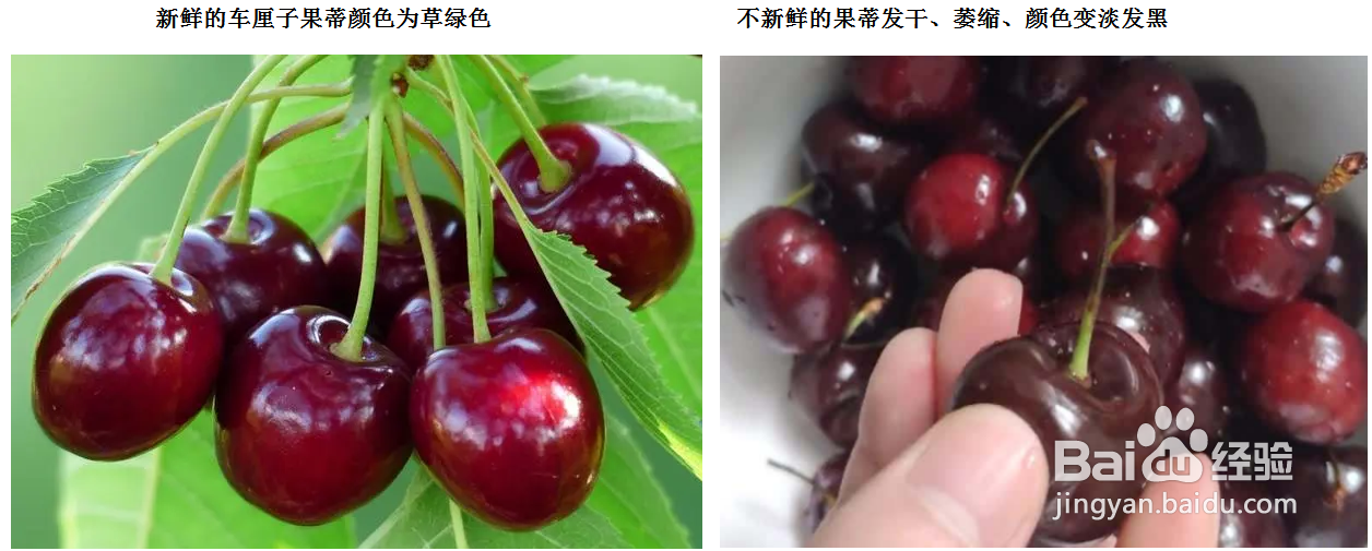 车厘子怎么看好坏