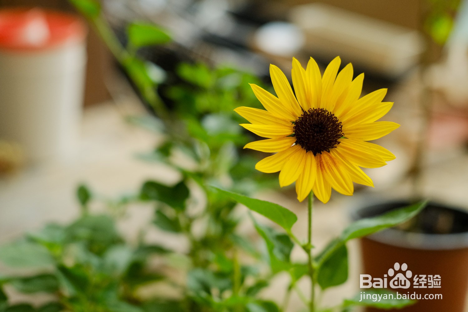 向日葵干花的制作方法