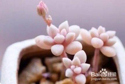 多肉叶片外翻 影响美观 是怎么回事呢 百度经验 多肉叶片外翻 影响美观 是怎么回事呢 百度经验