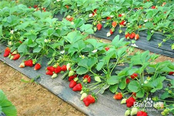 如何种植草莓