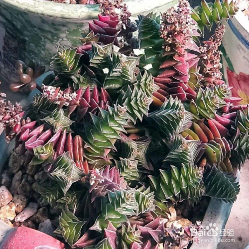 茜之塔烂根怎么办