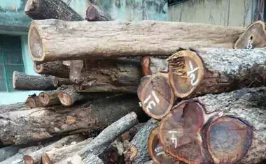 小叶紫檀产地哪里的比较好