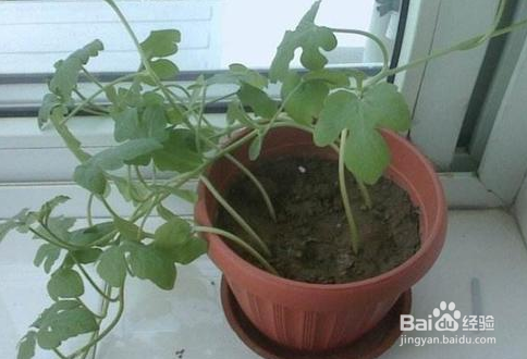 怎么在家种西瓜