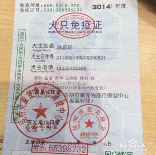 宠物猫如何托运