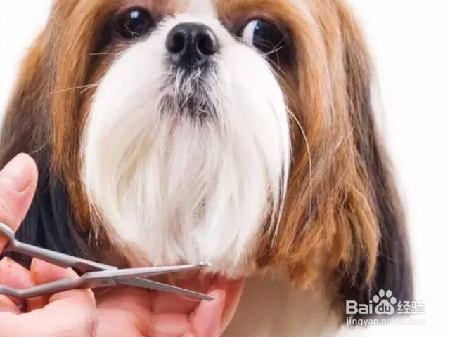 怎么轻松打造高颜值汪星人？