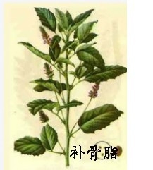 山茱萸的药用价值有哪些