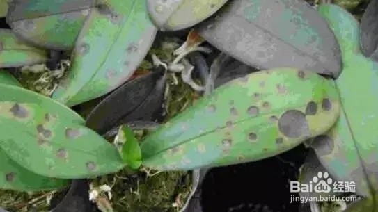 养蝴蝶兰的注意事项