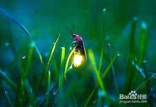 萤火虫是如何发光的