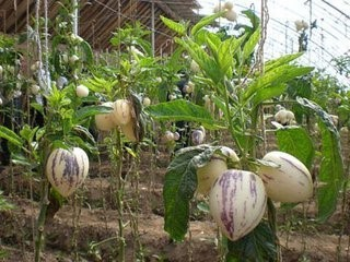 人参果种植的方法-百度经验