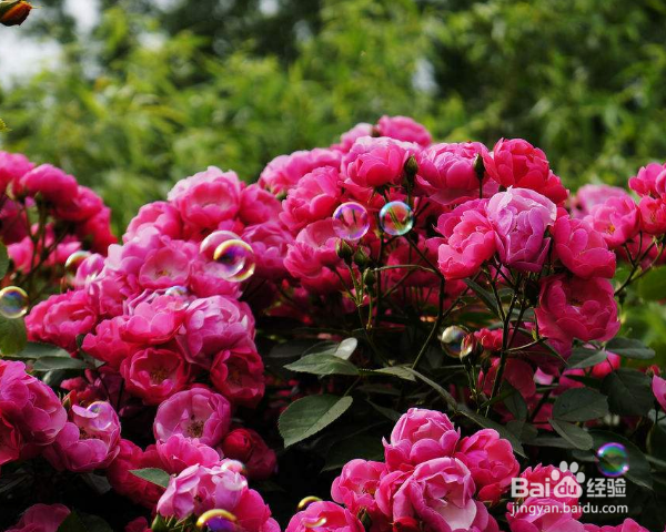 蔷薇怎么养殖？