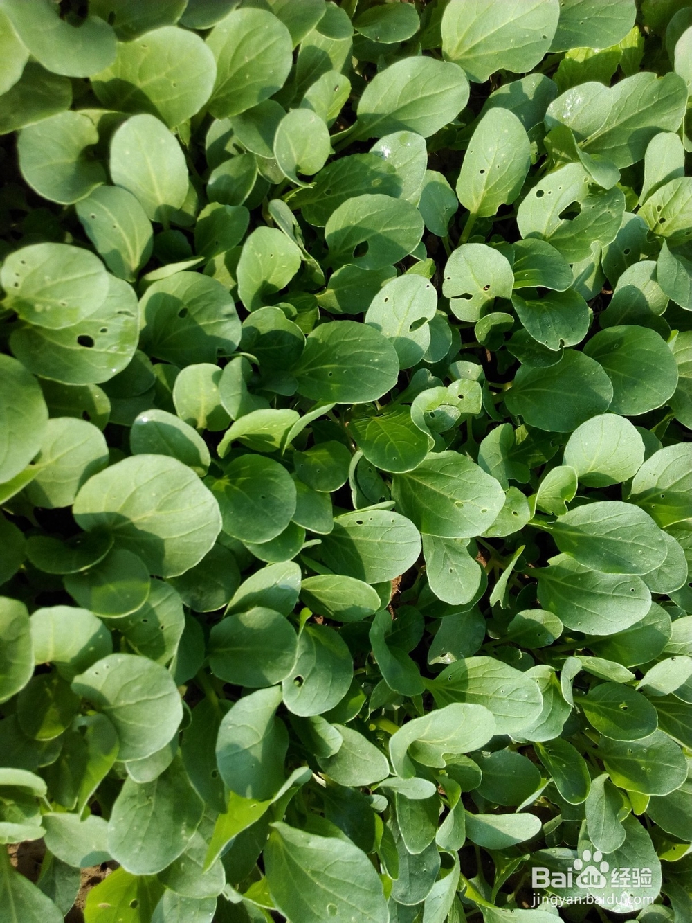 周末去哪里——带孩子去田间走走