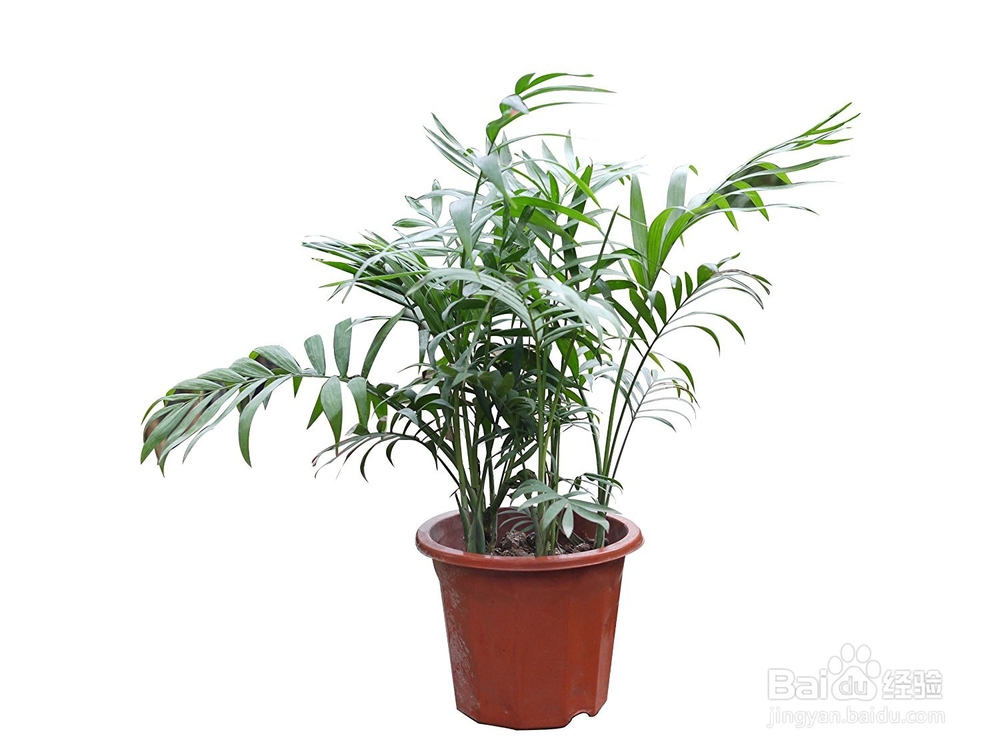 袖珍椰子养殖注意事项