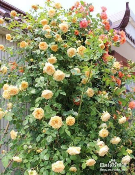 老花农的一颗月季真漂亮，难怪给他多少钱都不换