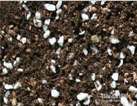 花盆在秋天要这样换,来年保准叶子更绿花儿更艳!