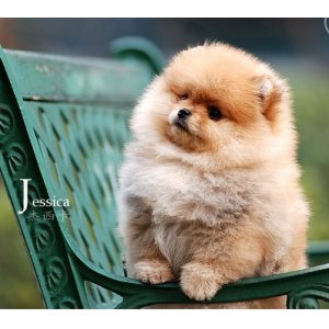 狗狗受孕期的护理