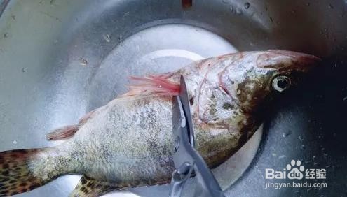 鳜鱼怎么去鱼鳞？