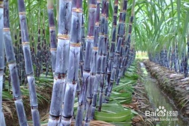 怎么挑新鲜水果——怎么挑甘蔗